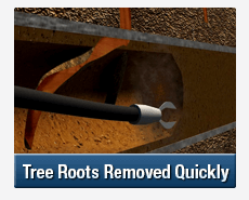 Tree Root Intrusions Beecroft
